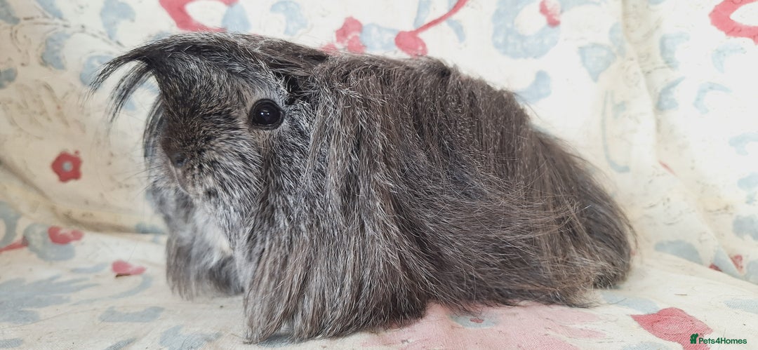 Guinea Pig rodents for sale: BABY GUINEA PIGS AVAILABLE HEREFORDSHIRE  - Image 29