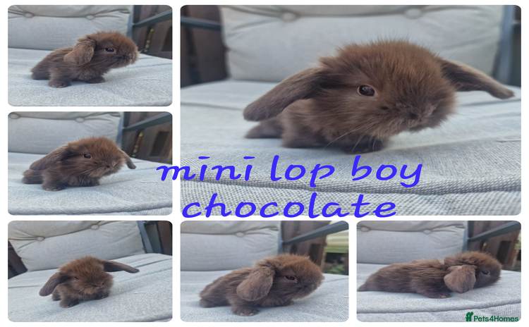 Mini Lop rabbits - Advert 1