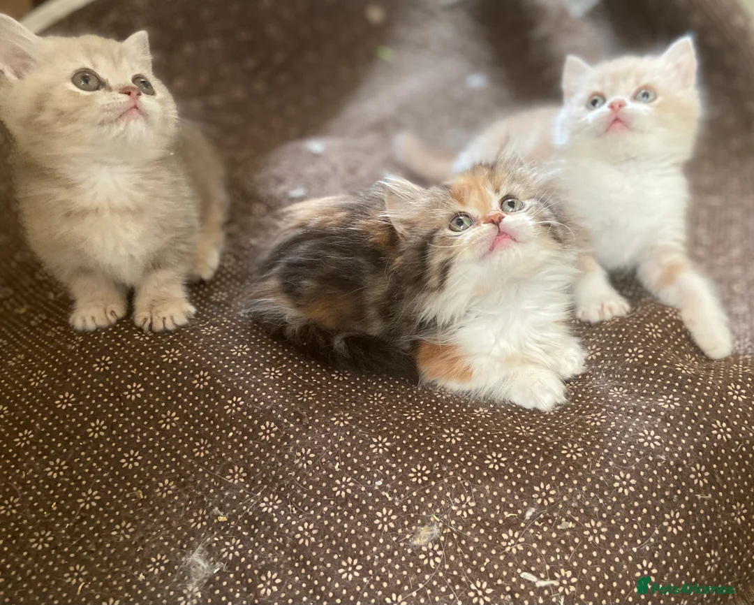 Munchkin cats for sale: Full Pedigree Munchkin Kittens - Advert 11