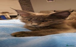 Maine Coon cats for sale: Maine Coon Glasgow AVAILABLE  - Image 39