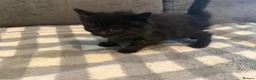 Mixed Breed cats for sale: Long hair kittens - Advert 7