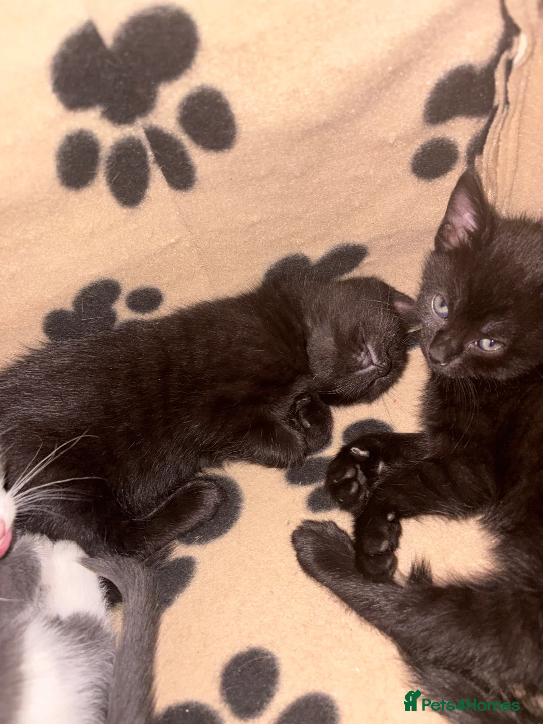 Mixed Breed cats for sale: 5 BEAUTIFUL KITTENS AVAILABLE  - Advert 2