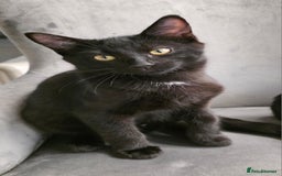 Mixed Breed cats for sale: Ragdoll cross male kitten - Image 19