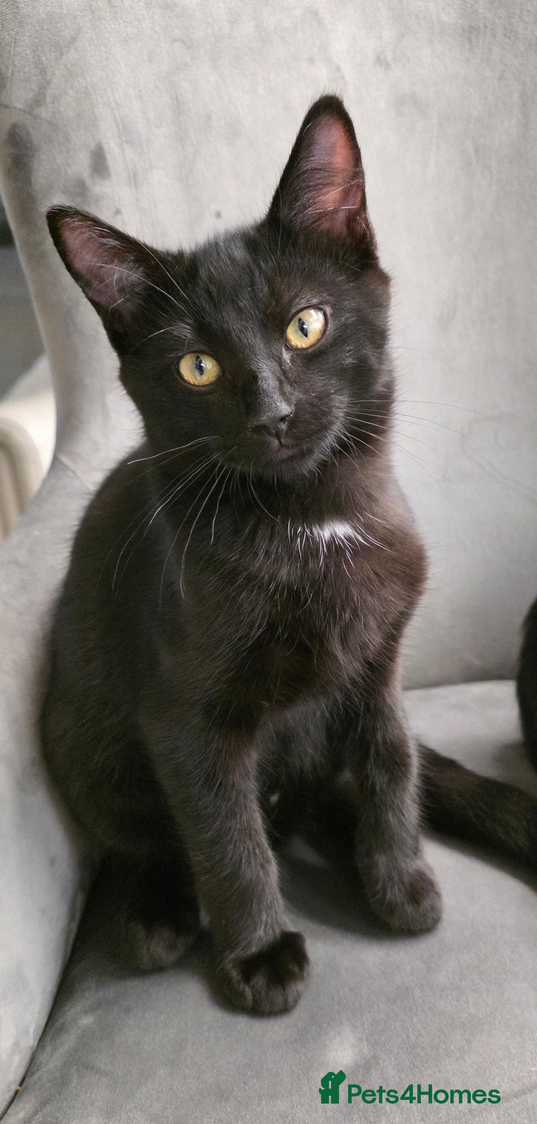 Mixed Breed cats for sale: Ragdoll cross male kitten - Image 19