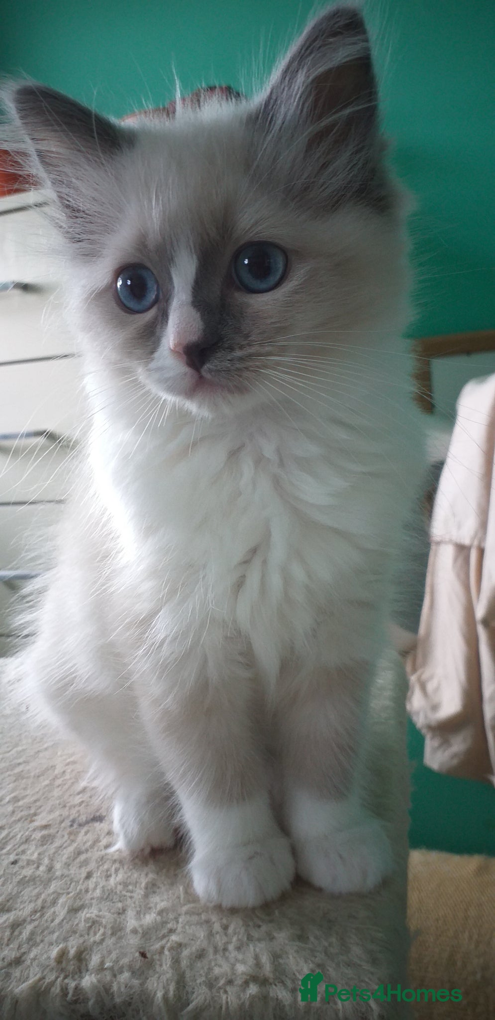 Ragdoll cats Beautiful Pure Breed Ragdoll Girls  - Advert 2