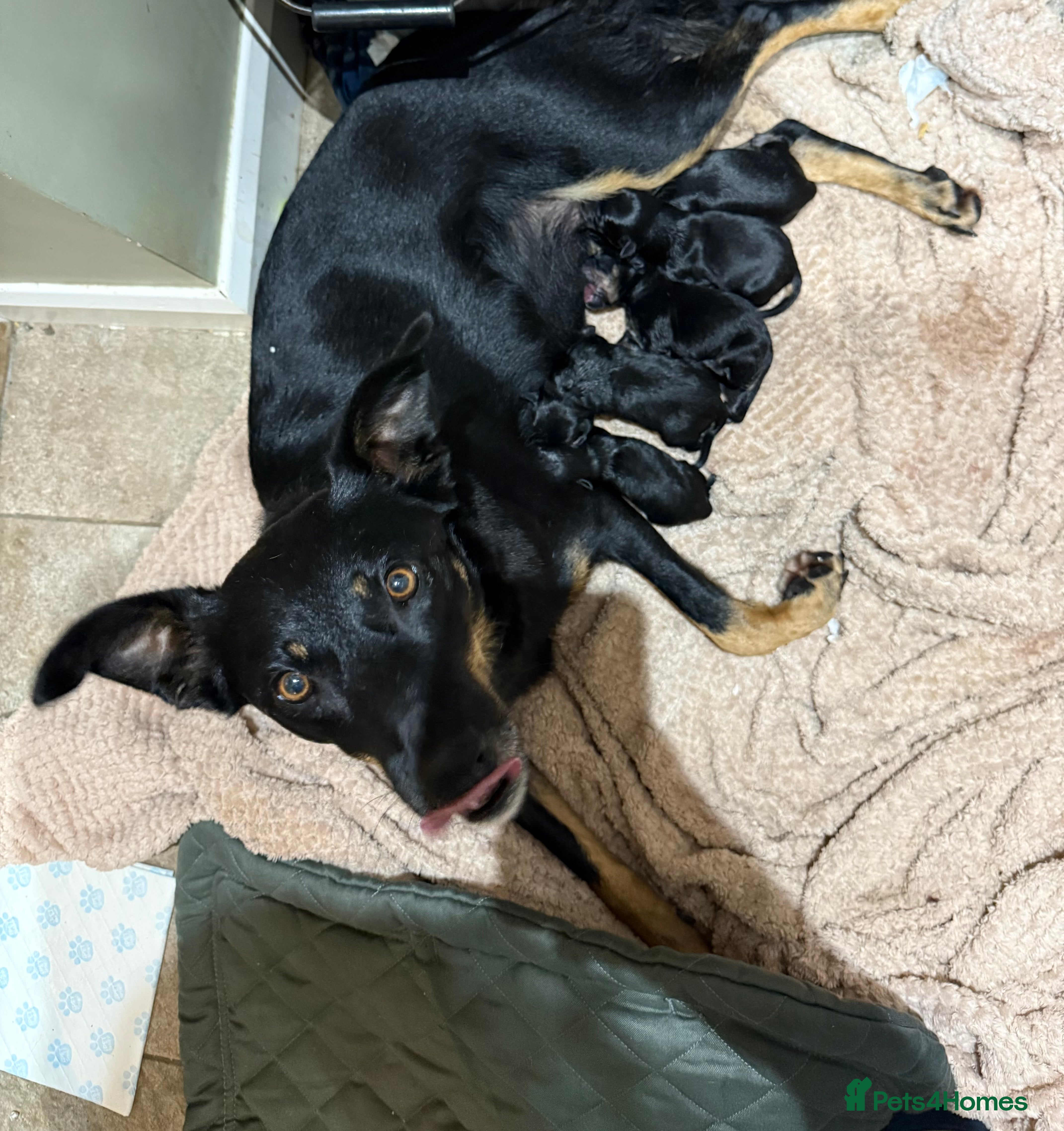 Australian Kelpie dogs Beautiful Australian kelpies  - Advert 1