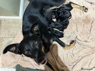 Australian Kelpie dogs for sale: Beautiful Australian kelpies - Advert 1