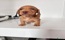 Miniature Dachshund dogs for sale: Kc registered mini Dachshund quality puppies  - Image 9