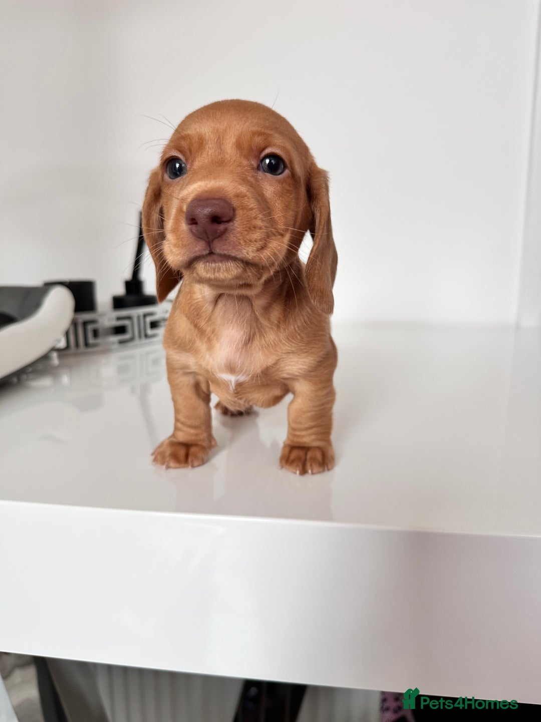 Miniature Dachshund dogs for sale: Kc registered mini Dachshund quality puppies  - Image 9