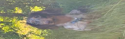 Miniature Dachshund dogs for sale: Lovely Tan Dapple, Miniature Dachshund, F, REHOME - Advert 2