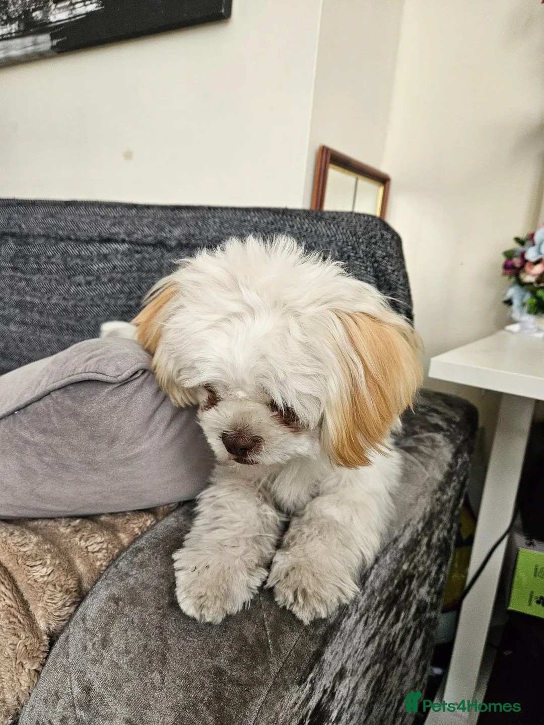 Shih Tzu dogs for sale: Female Shihtzu for sale in Sheffield - Advert 2