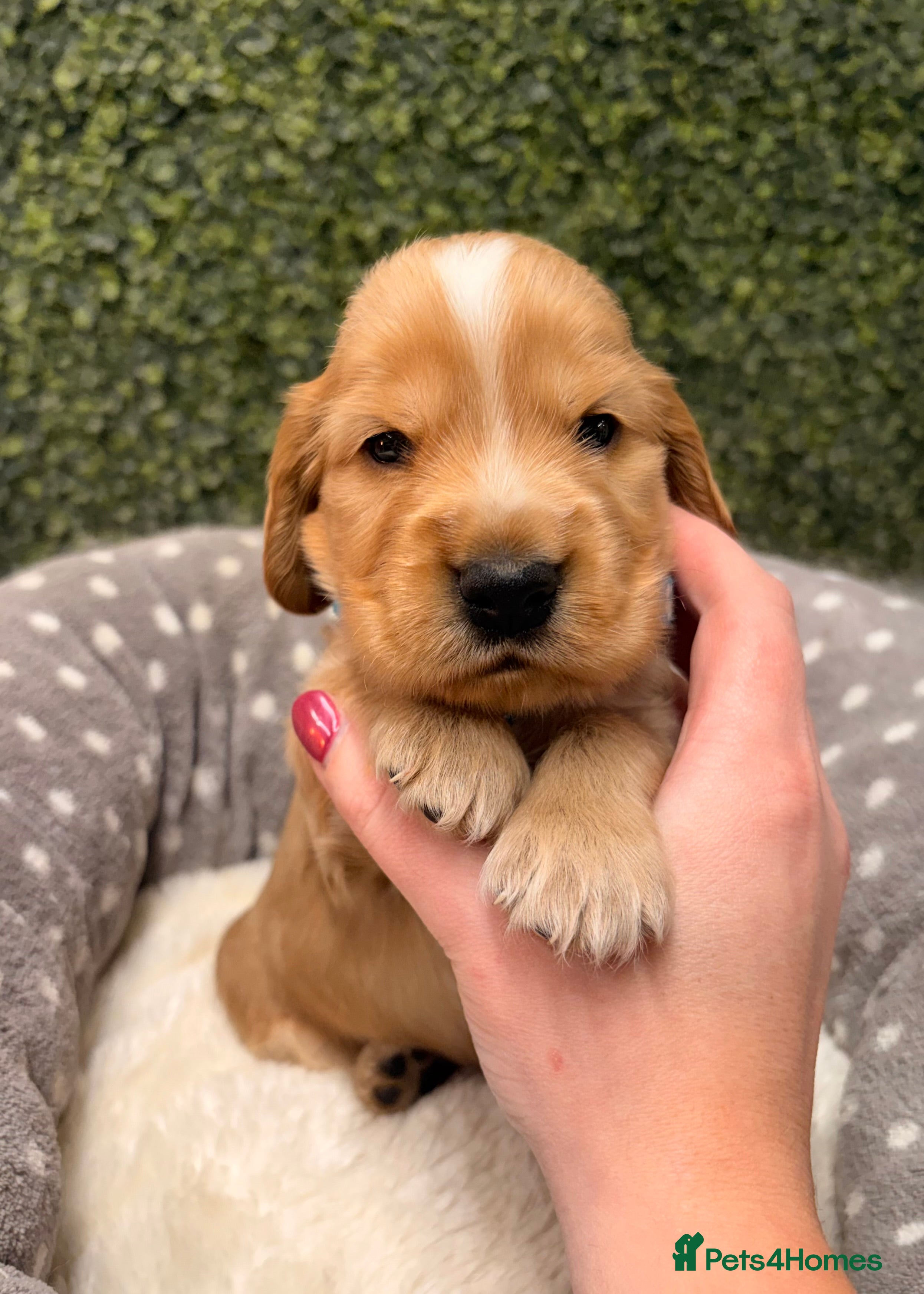 Cocker Spaniel dogs 🧡🤎 KC REG Show Cocker Spaniel Puppies For Sale - Advert 6