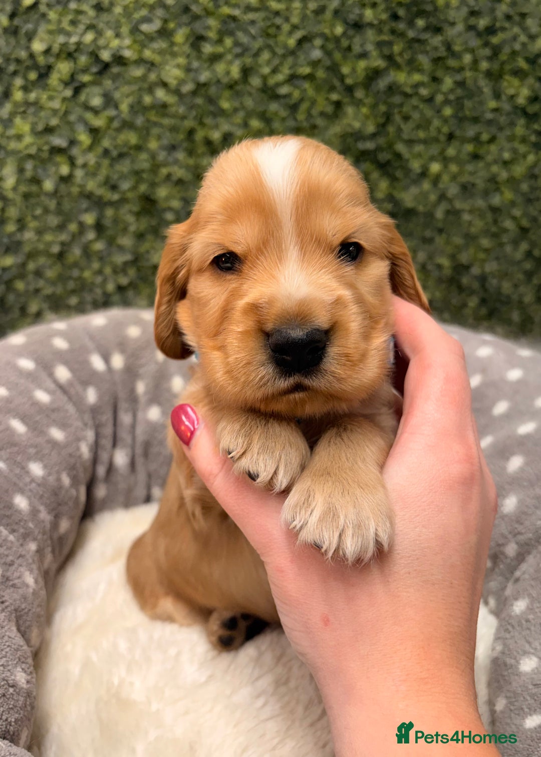 Cocker Spaniel dogs for sale: 🧡🤎 KC REG Show Cocker Spaniel Puppies For Sale - Advert 8