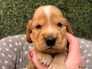 Cocker Spaniel dogs 🧡🤎 KC REG Show Cocker Spaniel Puppies For Sale - Advert 11