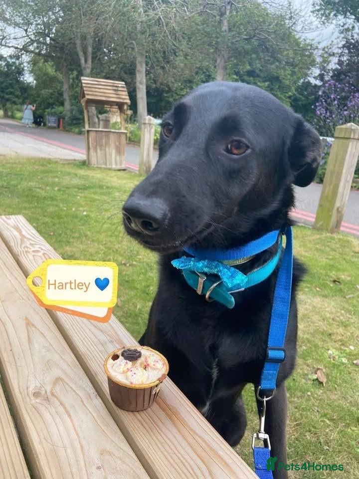Mixed Breed dogs 💙HARTLEY💙-6-year-old sweet & clever boy - Advert 2