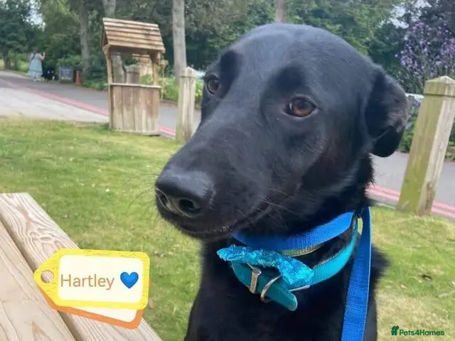 Mixed Breed dogs 💙HARTLEY💙-6-year-old sweet & clever boy - Advert 2