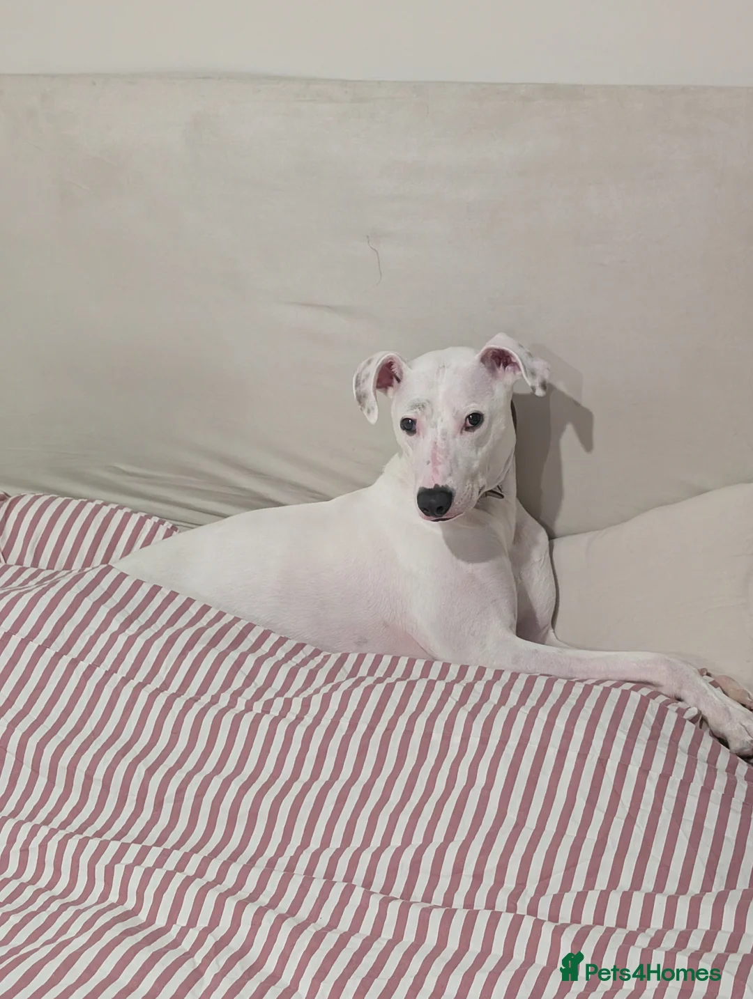 Lurcher dogs for sale: Beautiful Male Lurcher  - Advert 4