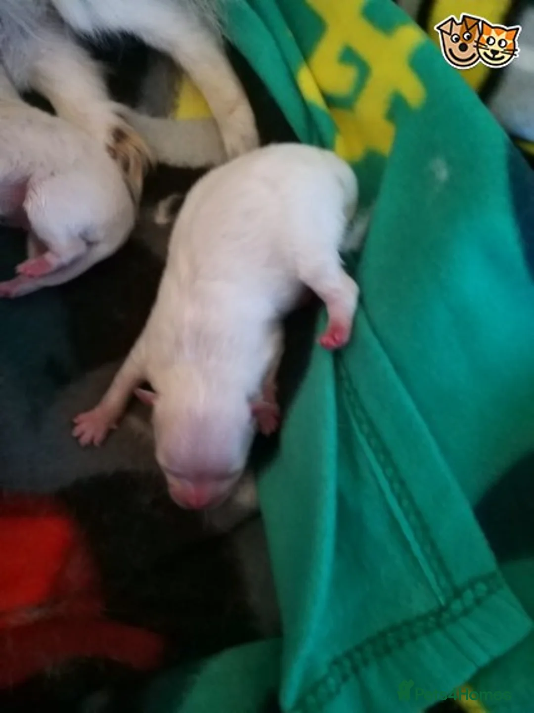 Chihuahua dogs for stud: Best stud around Champions in every generation  in Coventry - Advert 6