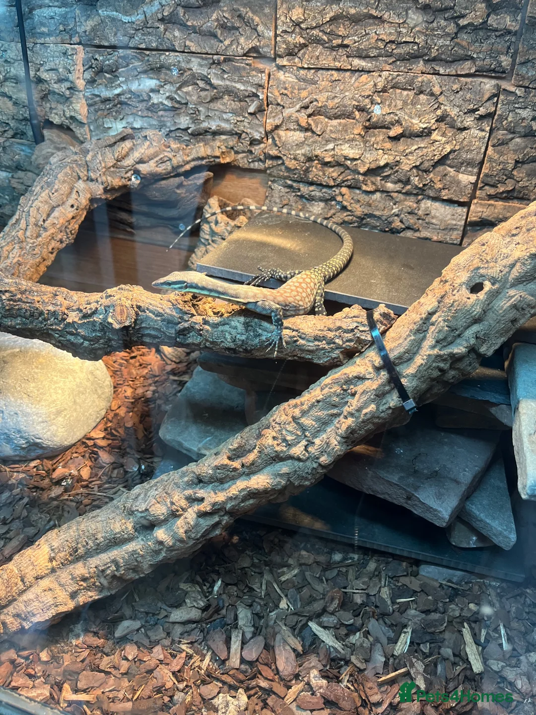 Monitor reptiles for sale: Kimberley rock monitor for sale in Merthyr Tydfil - Advert 6