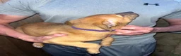 Lurcher dogs for sale: 7 week old lurcher puppies - Advert 17