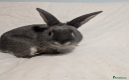 Mixed Breed rabbits for sale: New seller of rabbits - Image 13