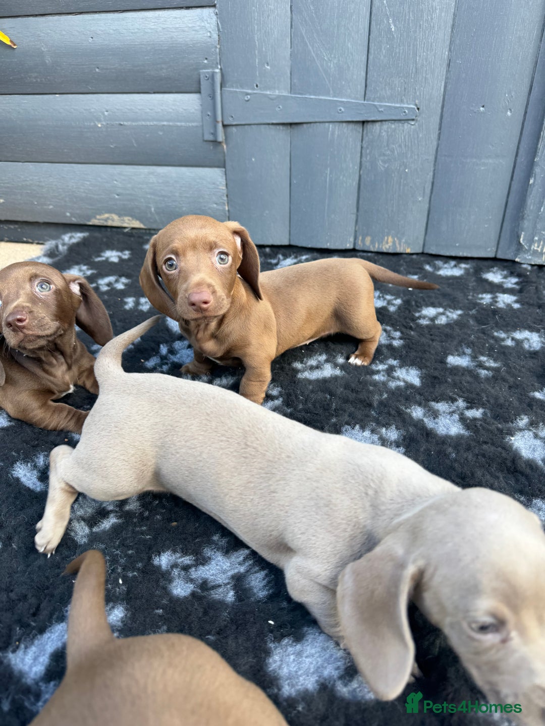 Miniature Dachshund dogs for sale: Miniature Dachsund Puppies (licensed breeder) - Image 25