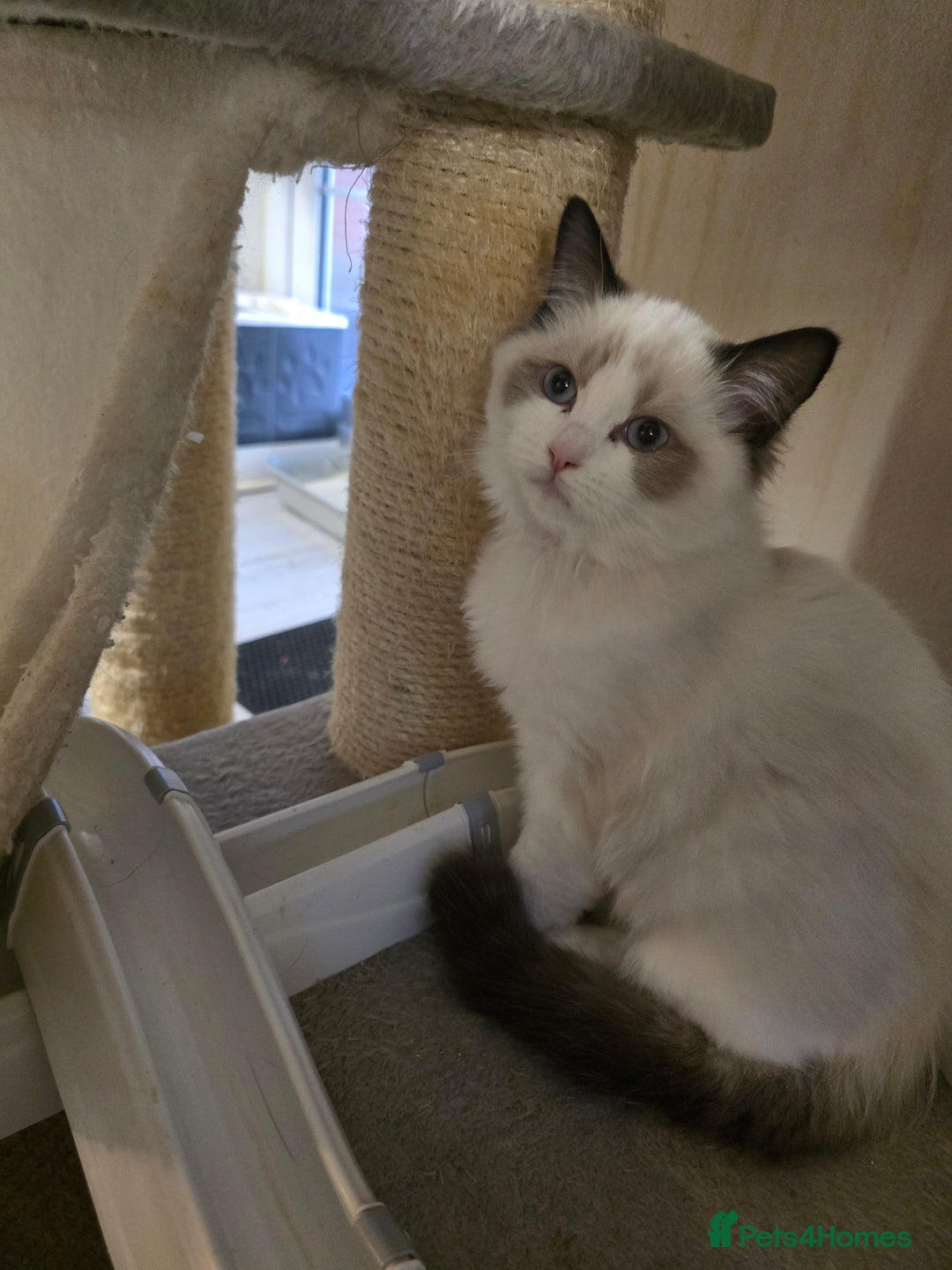 Ragdoll cats for sale: Gccf registered little Queens available 🥰 - Advert 12