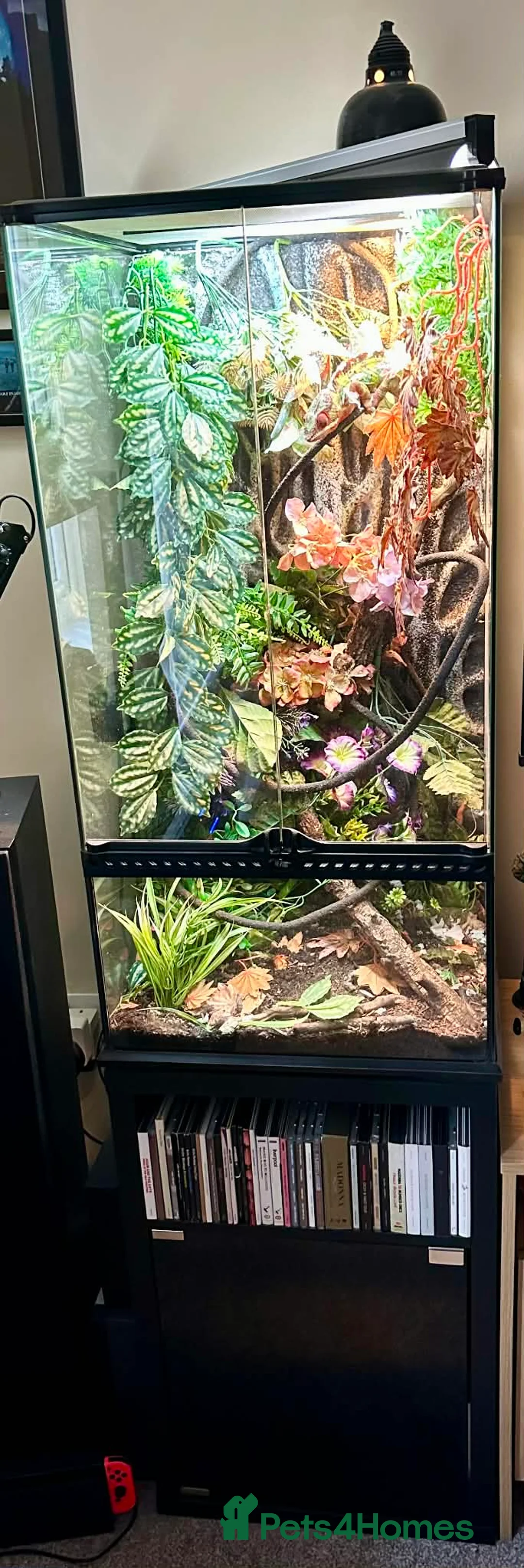 Chameleon reptiles for sale: Male Ambilobe panther chameleon and full set up. - Advert 2