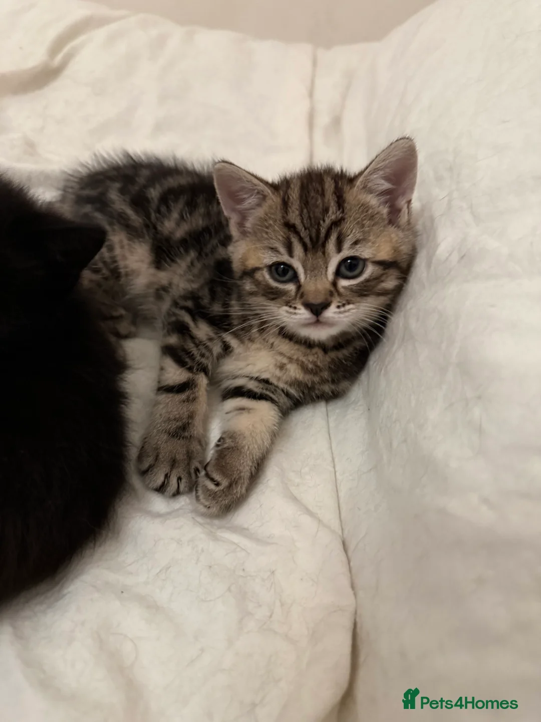 Mixed Breed cats for sale: Tuxedo, tabby and British shorthair mix - Advert 9