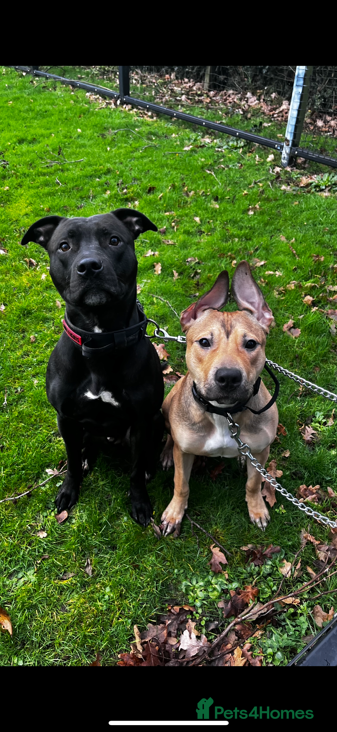 Mixed Breed dogs for sale: Staff x lurcher puppies  - Advert 2