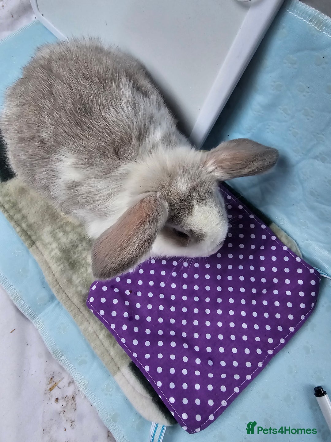 Mini Lop rabbits for sale: ✨️Mini Lop Litter✨️ - Advert 4