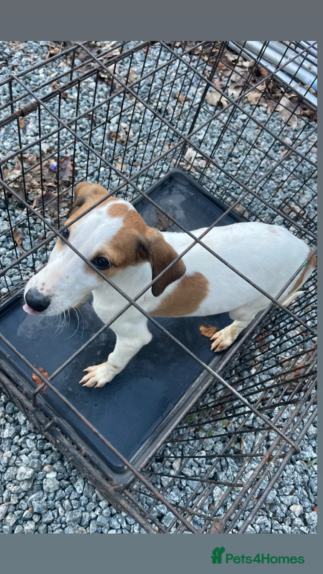 Mixed Breed dogs for sale: Saluki/greyhound puppies  - Advert 3