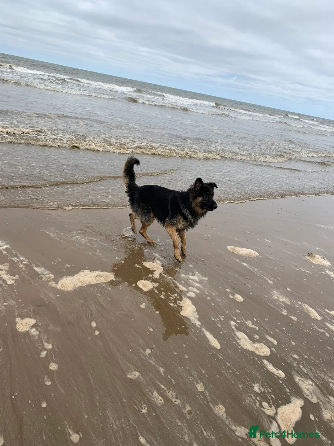 German Shepherd dogs for stud: German shepherd FOR STUD fee to be negotiated in Newark - Advert 5