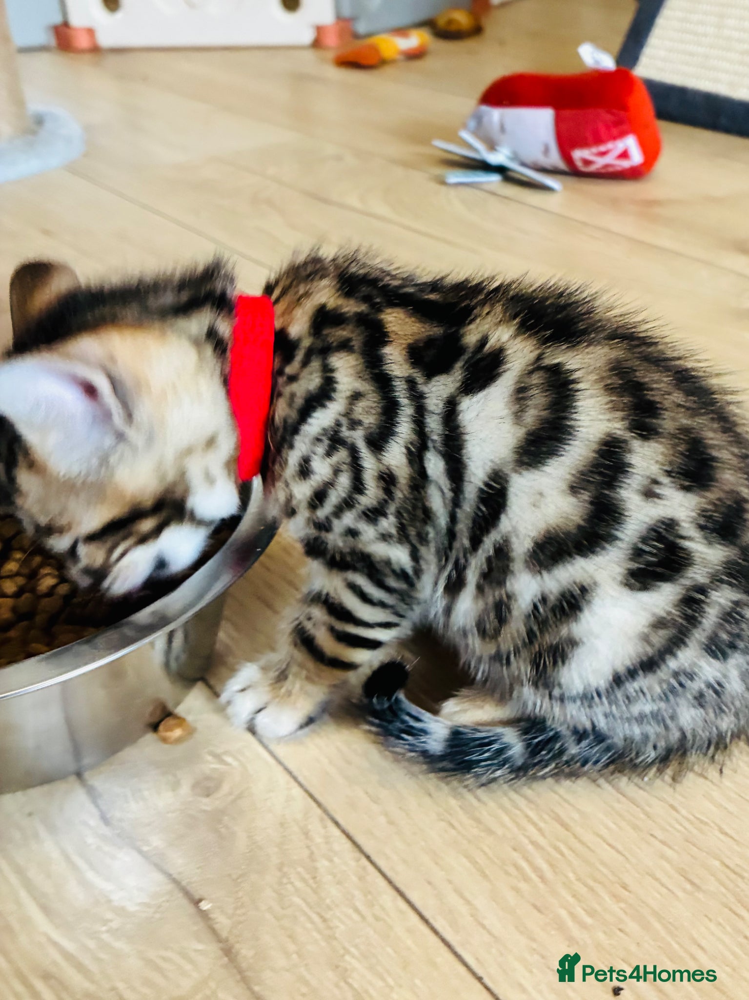 Bengal cats Amazing Bengal kittens  - Advert 1