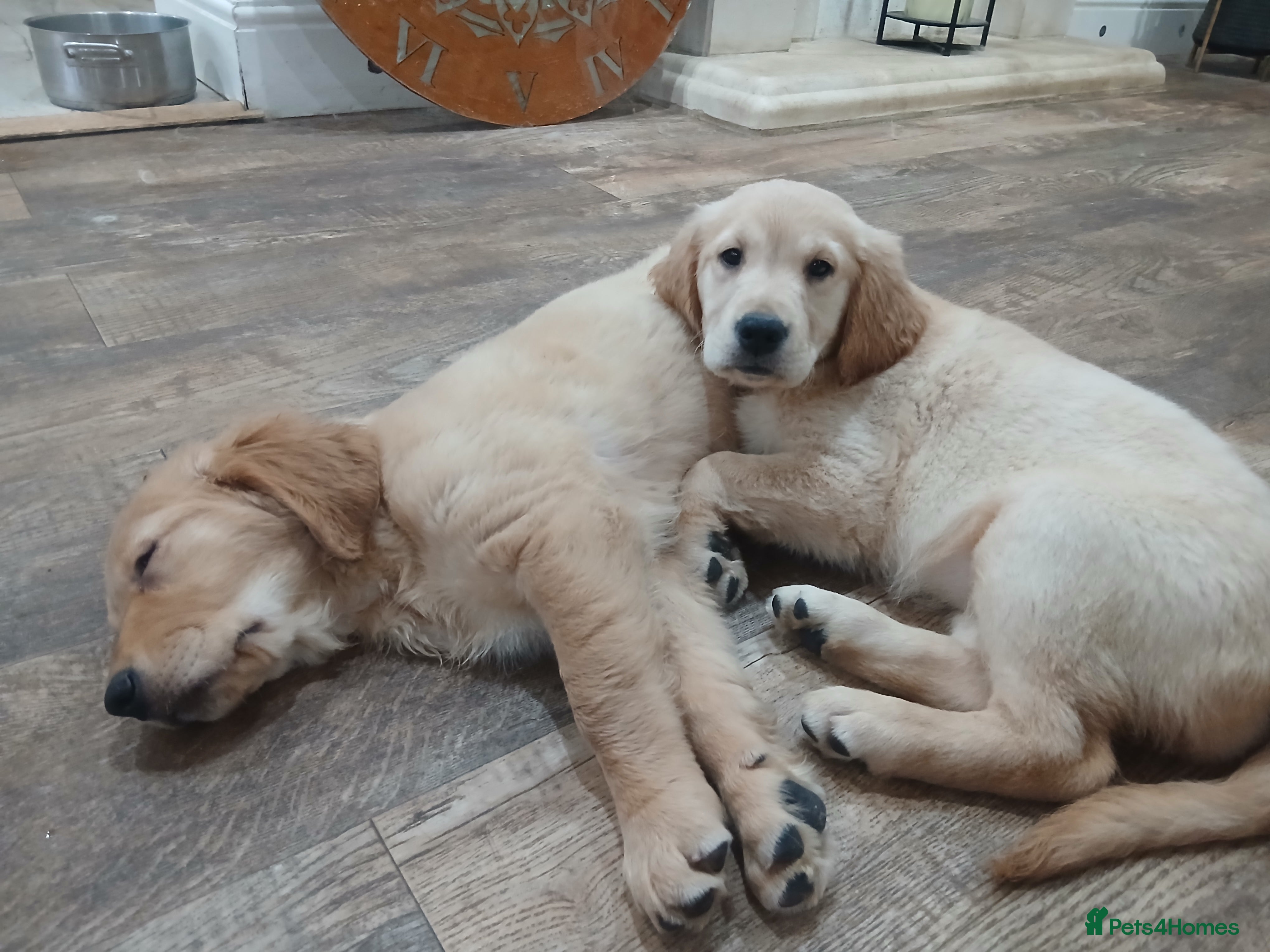 Golden Retriever dogs Ready to leave Chunky KC golden retriever  - Advert 1