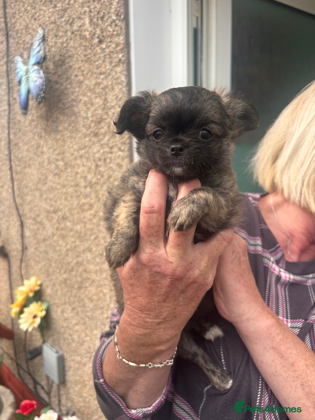 Chihuahua dogs for sale: Long Hair Chihuahua Puppies in Bathgate - Image 11
