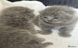 British Shorthair cats for sale: British shorthair kittens for sale  - Image 7