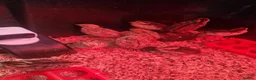 Quail poultry for sale: Coturnix Quail Fertile Hatching Eggs  - Advert 3