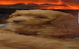 Cockapoo dogs for sale: Beautiful cockapoo loving puppies - Image 5