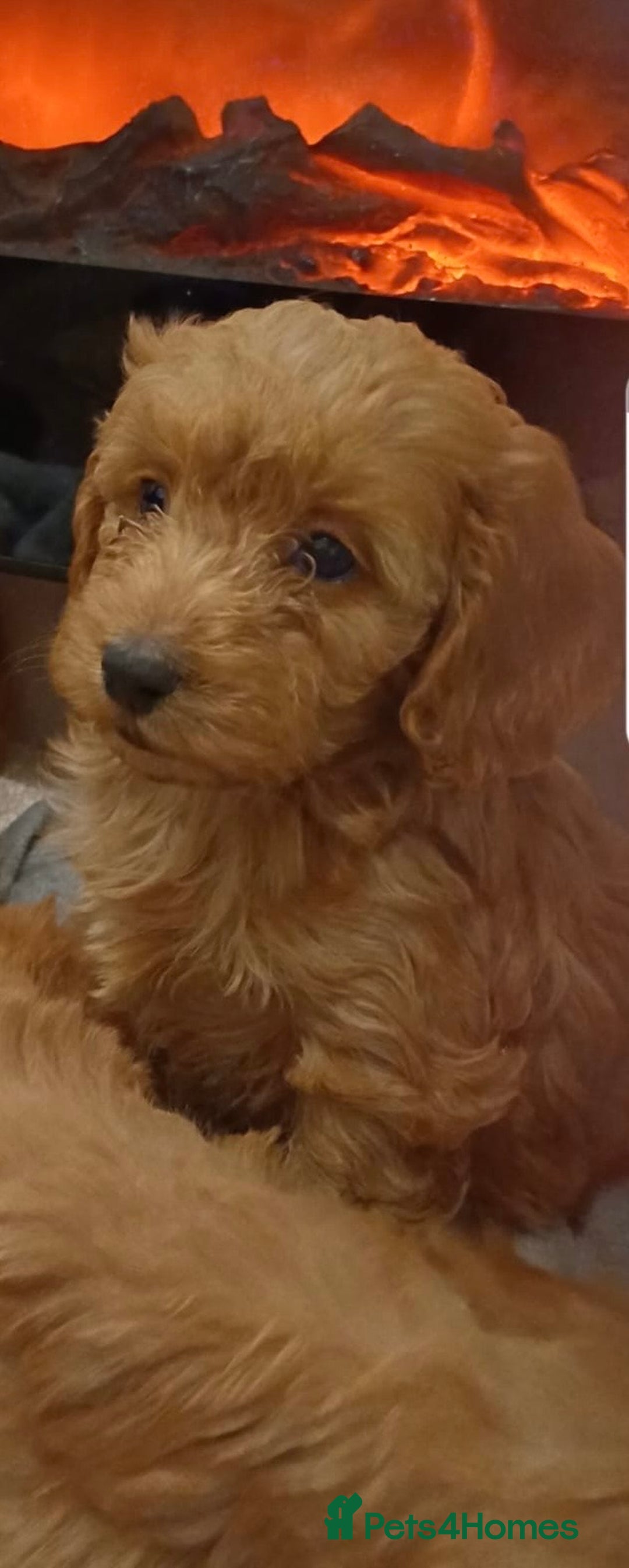 Cockapoo dogs for sale: Beautiful cockapoo loving puppies - Image 5