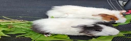 Guinea Pig rodents for sale: Beautiful baby girl piggies  - Advert 1
