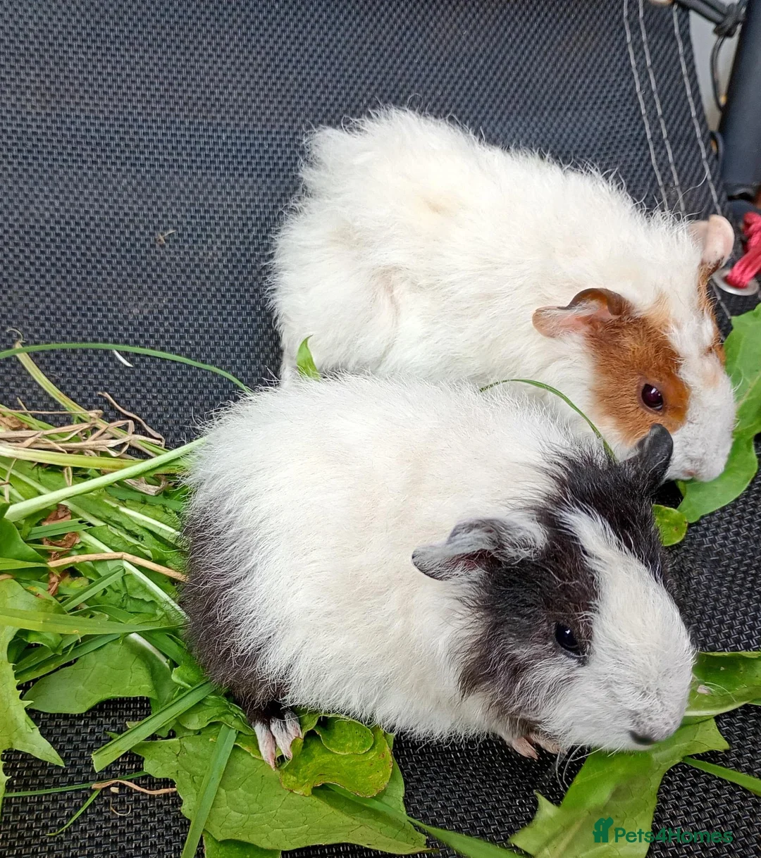Guinea Pig rodents for sale: Beautiful baby girl piggies  - Advert 1
