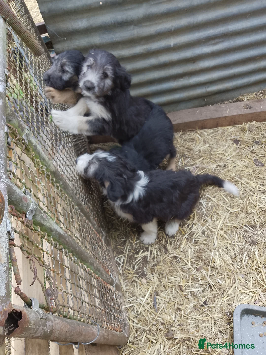 Bearded Collie dogs for sale: Bearded Collie puppies  in Stonehouse - Advert 10