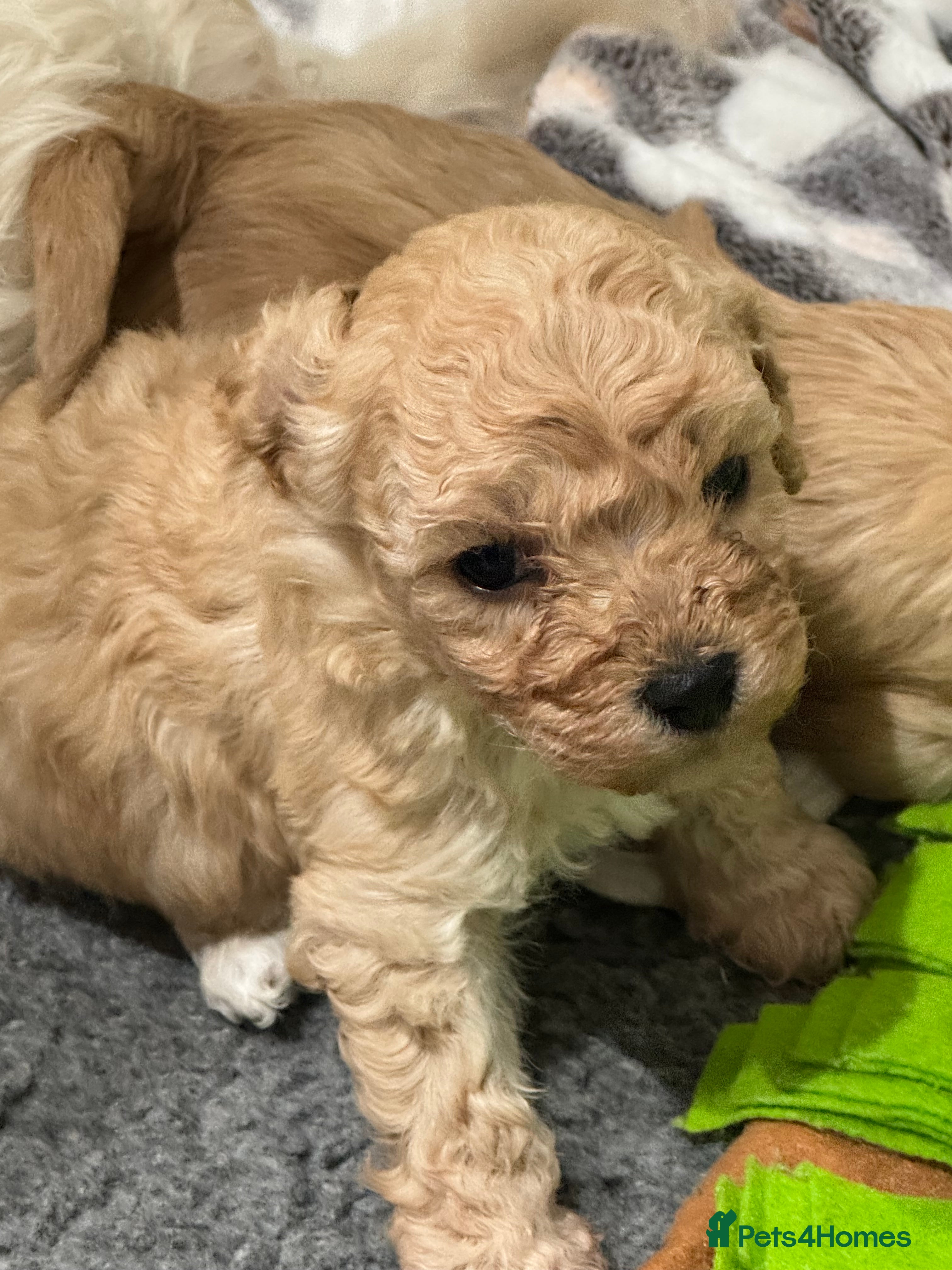 Cavapoochon dogs Cavapoochon puppies - Advert 2