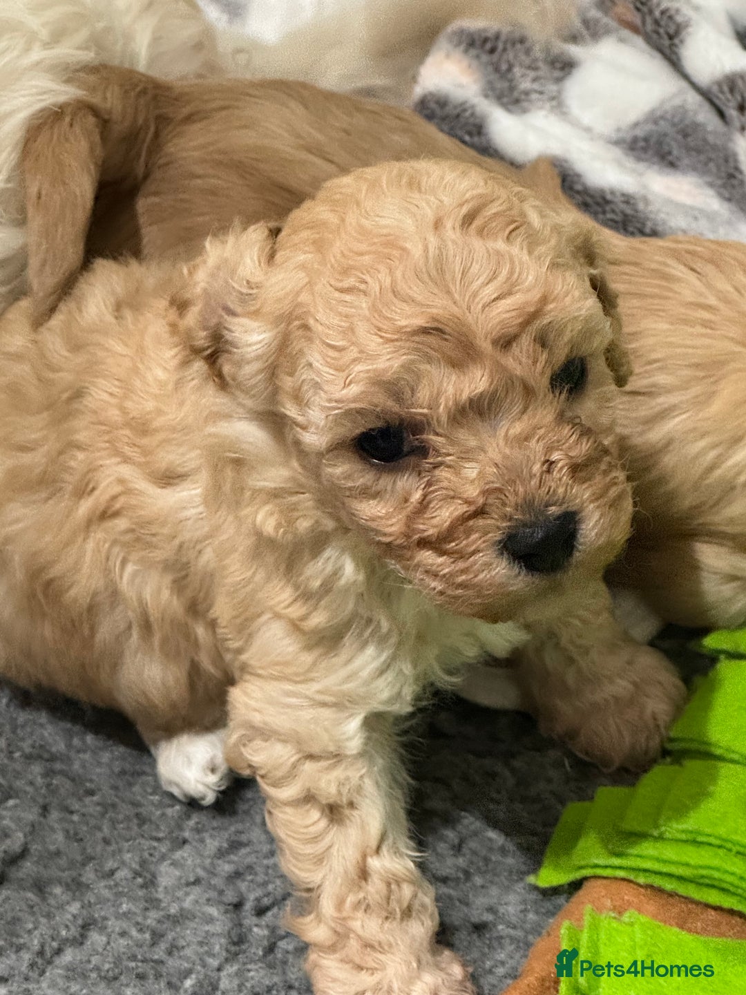 Cavapoochon dogs for sale: Cavapoochon puppies - Advert 2