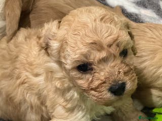 Cavapoochon dogs Cavapoochon puppies - Advert 1