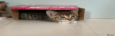 Tabby 1