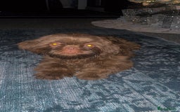 Shih Tzu dogs for sale: Bella  - Advert 3