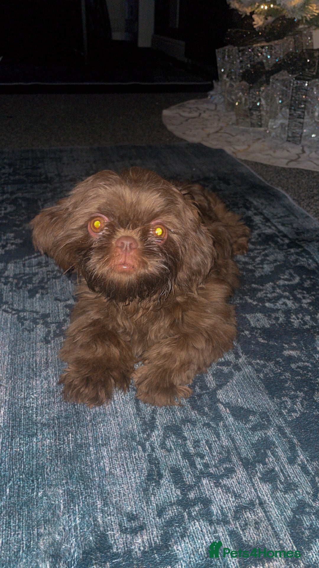 Shih Tzu dogs for sale: Bella  - Advert 3