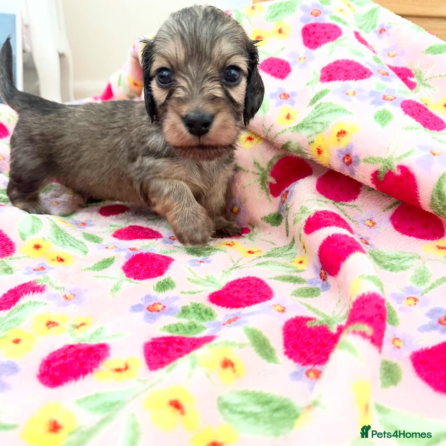 Miniature Dachshund dogs 5 star Licensed family Breeder Shaded Creams - Advert 7